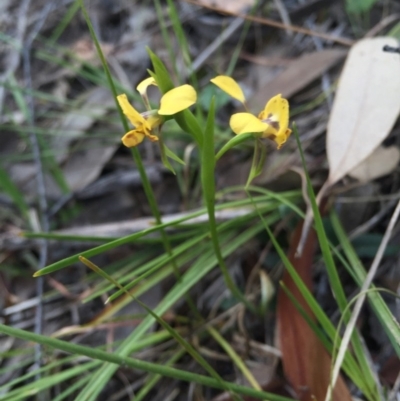 Diuris nigromontana (Black Mountain Leopard Orchid) at Aranda, ACT - 18 Oct 2015 by AaronClausen