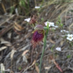 Calochilus platychilus (Purple Beard Orchid) at Aranda, ACT - 18 Oct 2015 by AaronClausen