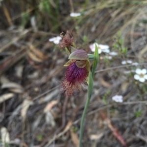 Calochilus platychilus at Aranda, ACT - suppressed