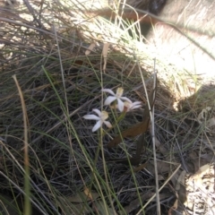 Caladenia moschata (Musky Caps) at Bruce Ridge - 15 Oct 2015 by CanberraNatureMap