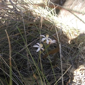 Caladenia moschata at Point 5804 - suppressed