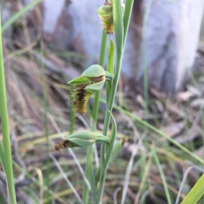 Calochilus montanus (Copper Beard Orchid) at Aranda, ACT - 18 Oct 2015 by AaronClausen