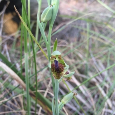 Calochilus montanus (Copper Beard Orchid) at Aranda, ACT - 18 Oct 2015 by AaronClausen