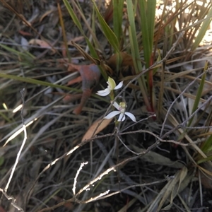 Caladenia moschata at Point 5804 - suppressed