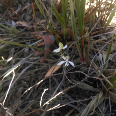 Caladenia moschata (Musky Caps) at Point 5804 - 16 Oct 2015 by CanberraNatureMap