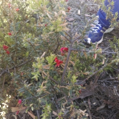 Grevillea alpina (Mountain Grevillea / Cat's Claws Grevillea) at Bruce Ridge - 15 Oct 2015 by CanberraNatureMap