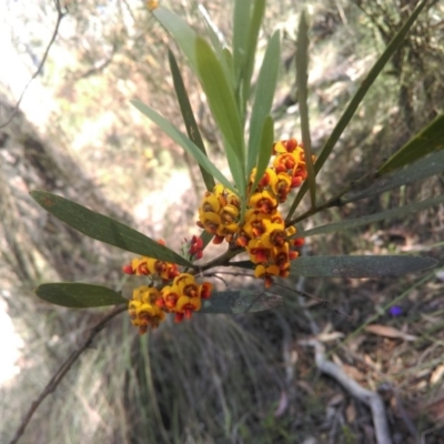 Daviesia mimosoides (Bitter Pea) at Bruce, ACT - 16 Oct 2015 by CanberraNatureMap