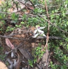 Caladenia cucullata (Lemon Caps) at Dryandra St Woodland - 18 Oct 2015 by ibaird