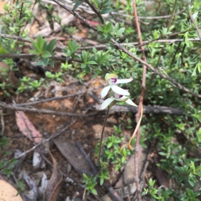 Caladenia cucullata (Lemon Caps) at Dryandra St Woodland - 18 Oct 2015 by ibaird