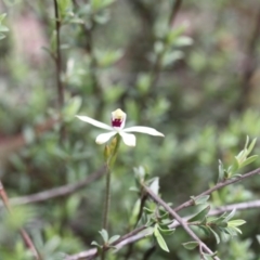 Caladenia cucullata at Acton, ACT - suppressed