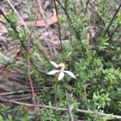 Caladenia cucullata at Acton, ACT - suppressed