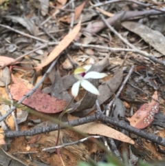 Caladenia cucullata at Acton, ACT - suppressed