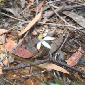 Caladenia cucullata at Acton, ACT - suppressed