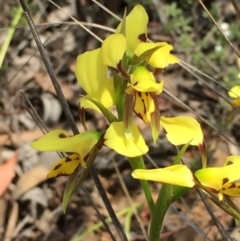 Diuris sulphurea (Tiger Orchid) at Dryandra St Woodland - 18 Oct 2015 by ibaird
