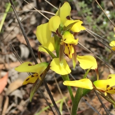 Diuris sulphurea (Tiger Orchid) at Dryandra St Woodland - 18 Oct 2015 by ibaird