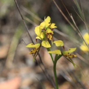 Diuris sulphurea at O'Connor, ACT - 18 Oct 2015