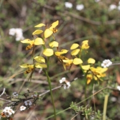 Diuris sulphurea at O'Connor, ACT - 18 Oct 2015