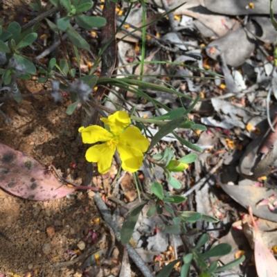 Hibbertia obtusifolia (Grey Guinea-flower) at Acton, ACT - 18 Oct 2015 by ibaird