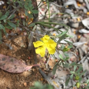 Hibbertia obtusifolia at Acton, ACT - 18 Oct 2015