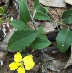 Goodenia hederacea subsp. hederacea at O'Connor, ACT - 18 Oct 2015