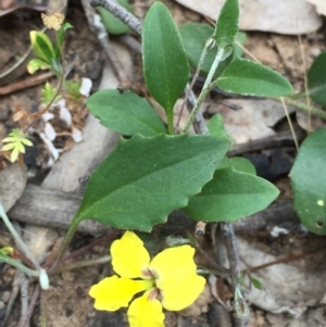 Goodenia hederacea subsp. hederacea at O'Connor, ACT - 18 Oct 2015
