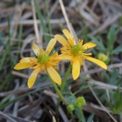 Ranunculus papulentus (Large River Buttercup) at Bonython, ACT - 12 Oct 2015 by michaelb