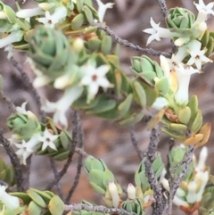 Brachyloma daphnoides (Daphne Heath) at Acton, ACT - 17 Oct 2015 by ibaird