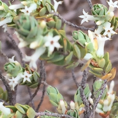 Brachyloma daphnoides (Daphne Heath) at Dryandra St Woodland - 17 Oct 2015 by ibaird