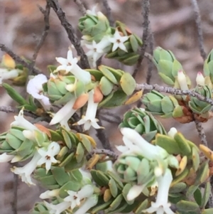 Brachyloma daphnoides at Acton, ACT - 17 Oct 2015 03:43 PM