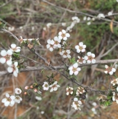 Gaudium multicaule (Teatree) at Acton, ACT - 17 Oct 2015 by ibaird