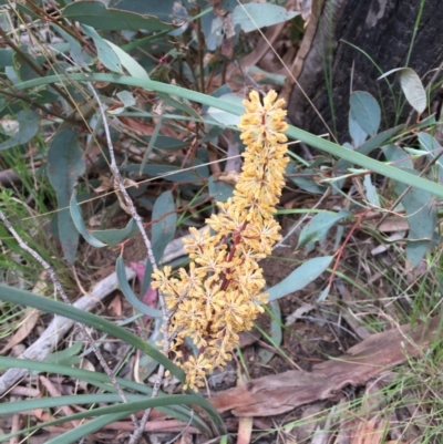 Lomandra multiflora (Many-flowered Matrush) at Dryandra St Woodland - 18 Oct 2015 by ibaird