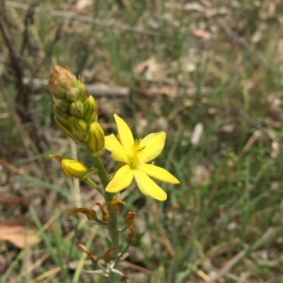 Bulbine bulbosa (Golden Lily) at Dryandra St Woodland - 18 Oct 2015 by ibaird