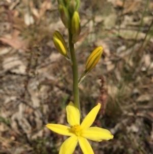 Bulbine bulbosa at O'Connor, ACT - 18 Oct 2015