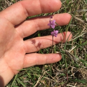 Arthropodium minus at Gungahlin, ACT - 19 Oct 2015 12:17 PM