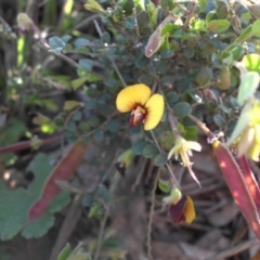 Bossiaea buxifolia (Matted Bossiaea) at Majura, ACT - 19 Oct 2015 by SilkeSma