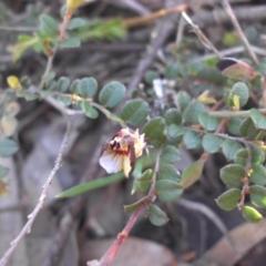 Bossiaea buxifolia at Majura, ACT - 19 Oct 2015 06:03 PM