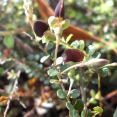 Bossiaea buxifolia at Majura, ACT - 19 Oct 2015 06:03 PM