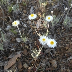 Leucochrysum albicans subsp. tricolor (Hoary Sunray) at Mount Ainslie - 19 Oct 2015 by SilkeSma