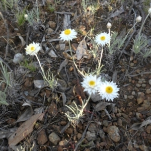 Leucochrysum albicans subsp. tricolor at Majura, ACT - 19 Oct 2015