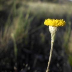 Leptorhynchos squamatus subsp. squamatus (Scaly Buttons) at Majura, ACT - 19 Oct 2015 by SilkeSma