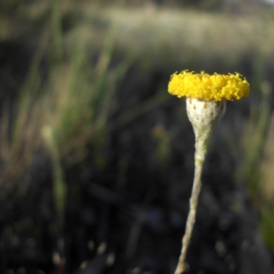 Leptorhynchos squamatus subsp. squamatus (Scaly Buttons) at Majura, ACT - 19 Oct 2015 by SilkeSma