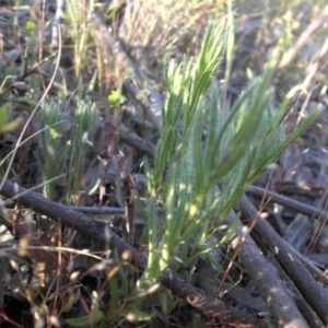 Leptorhynchos squamatus subsp. squamatus at Majura, ACT - 19 Oct 2015