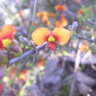 Dillwynia sericea (Egg And Bacon Peas) at Mount Ainslie - 19 Oct 2015 by SilkeSma