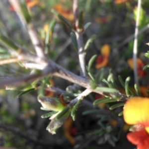 Dillwynia sericea at Majura, ACT - 19 Oct 2015