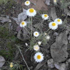 Leucochrysum albicans subsp. tricolor (Hoary Sunray) at Majura, ACT - 19 Oct 2015 by SilkeSma