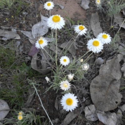 Leucochrysum albicans subsp. tricolor (Hoary Sunray) at Majura, ACT - 19 Oct 2015 by SilkeSma