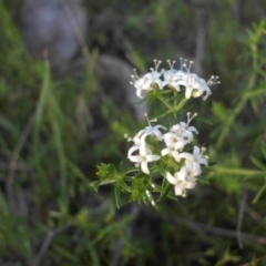 Asperula conferta (Common Woodruff) at Majura, ACT - 19 Oct 2015 by SilkeSma