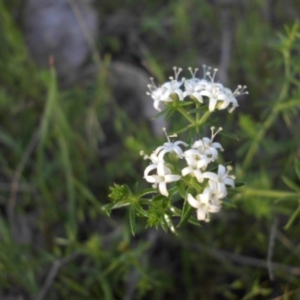 Asperula conferta at Majura, ACT - 19 Oct 2015