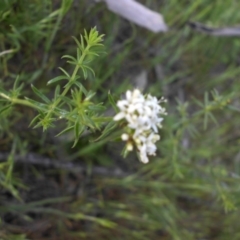 Asperula conferta at Majura, ACT - 19 Oct 2015