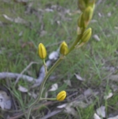 Bulbine bulbosa (Golden Lily) at Majura, ACT - 19 Oct 2015 by SilkeSma